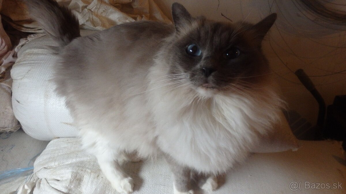 ragdoll,radgoll,dospelé mačky na predaj
