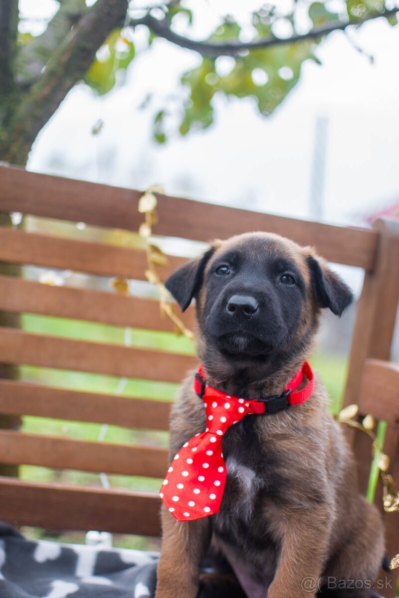 Belgický ovčiak malinois, šteniatka s PP