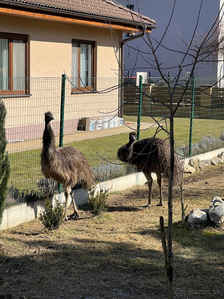 Predám dvoch pštrosov