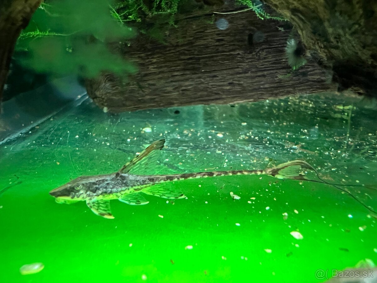 Sturisoma Panamese