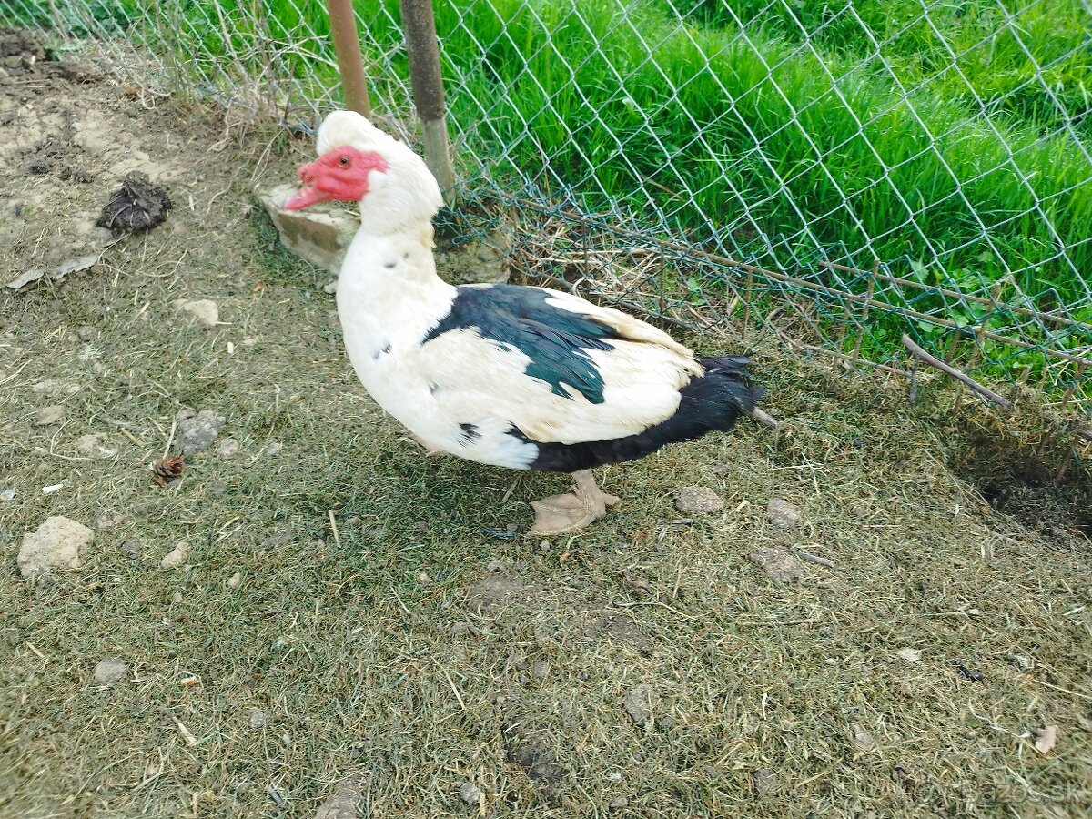 Káčer Pižmový