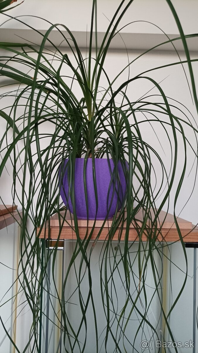 Beacuarnea recurvata - Nolina - Slonia noha