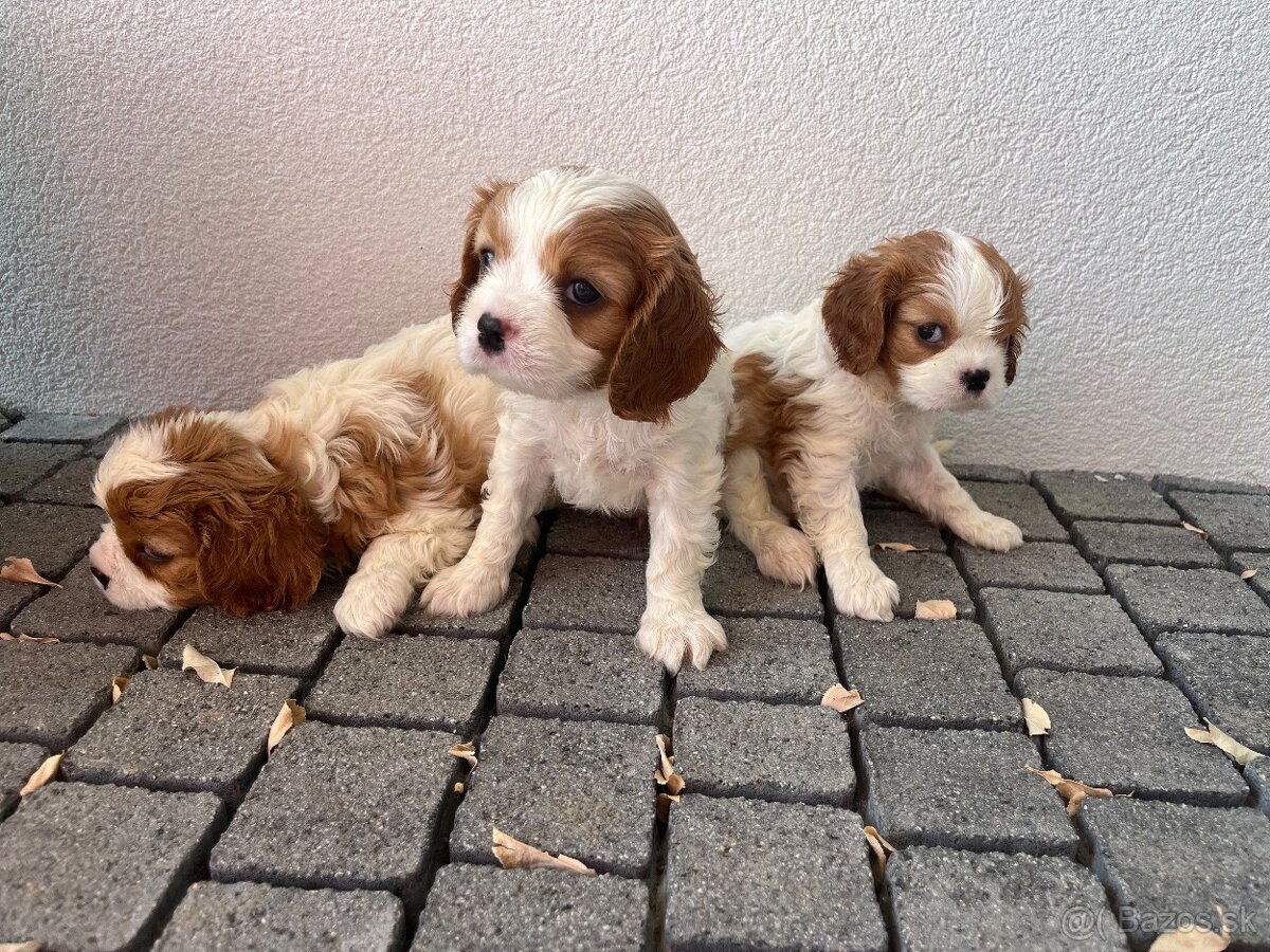 Cavalier king charles Spaniel
