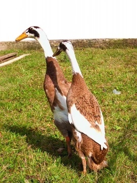 Indický bežec