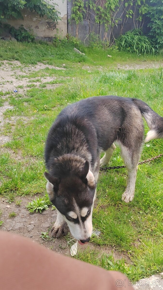 sibirsky husky