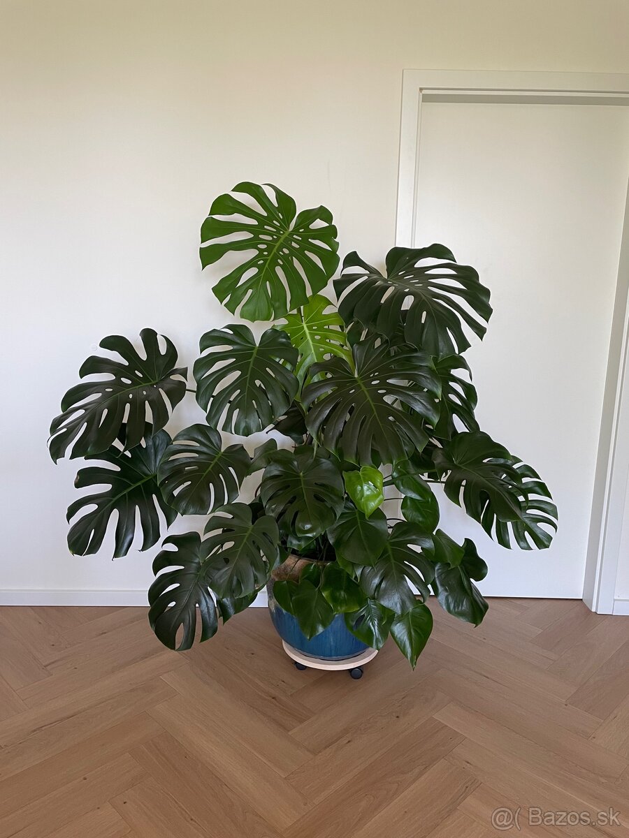 Monstera