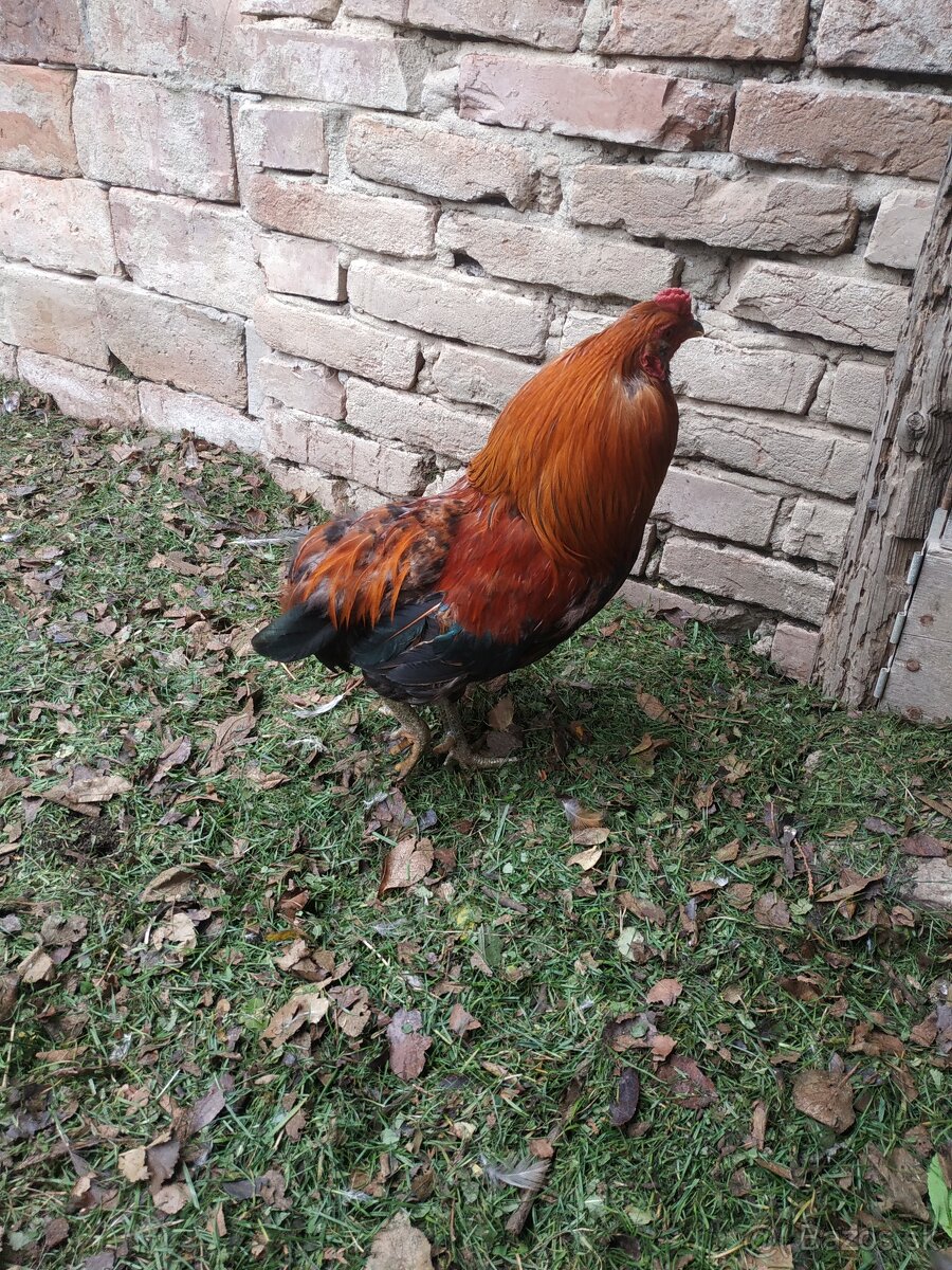 Predám kohúta Aracuan