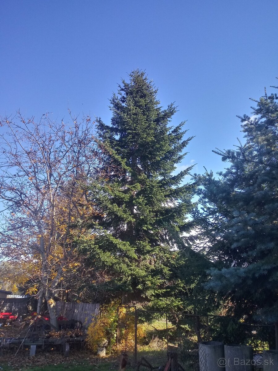 Ponukam živy vianočny strom jedľa