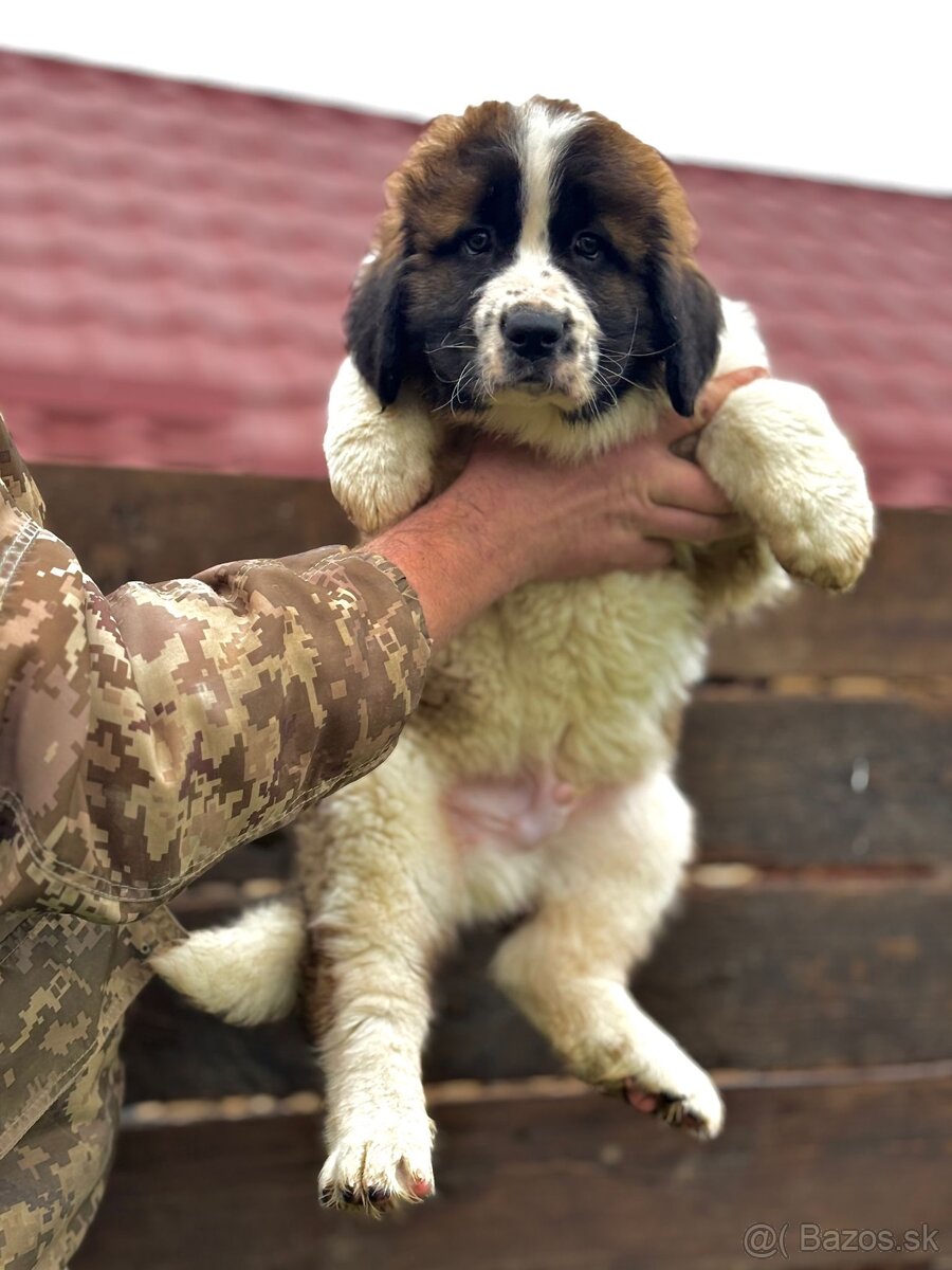 Moskovský strážny pes