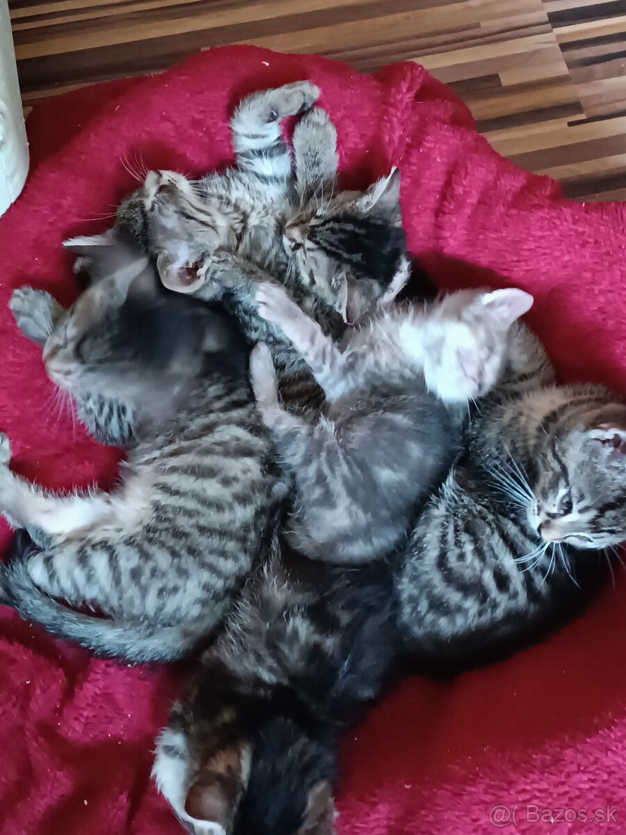 Darujem mačiatka do dobrých ruk