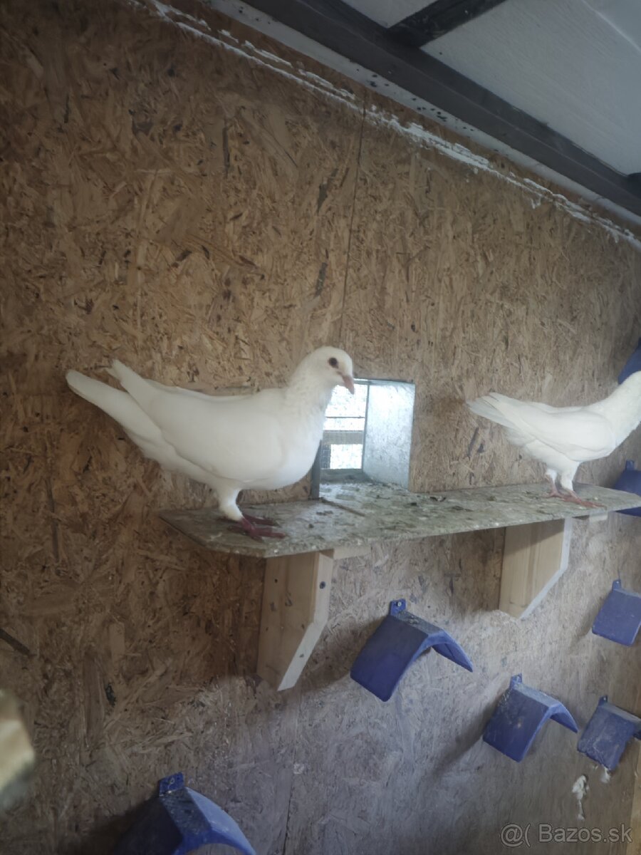 Predam kalifornské holuby