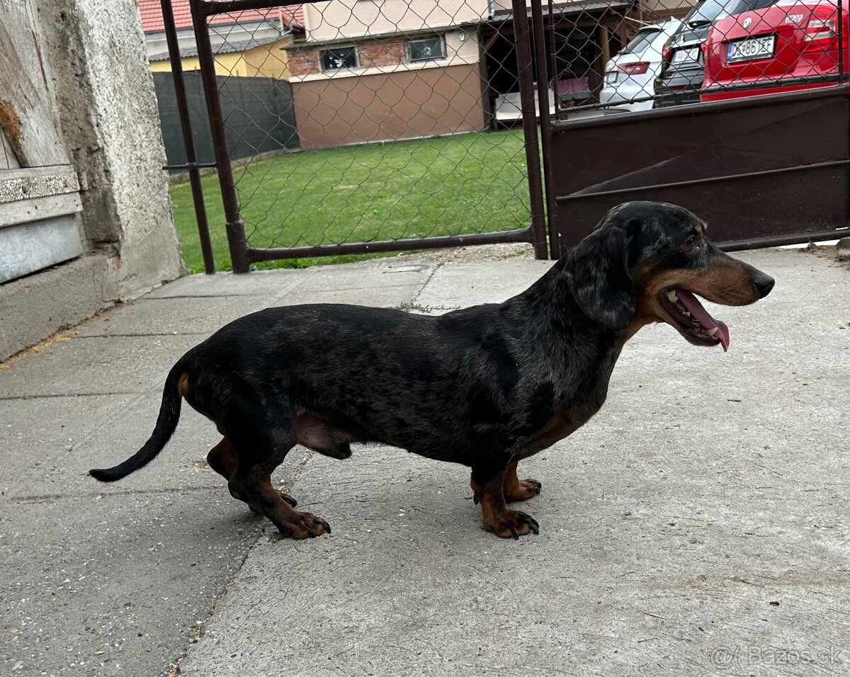 Blue merle jazvečík
