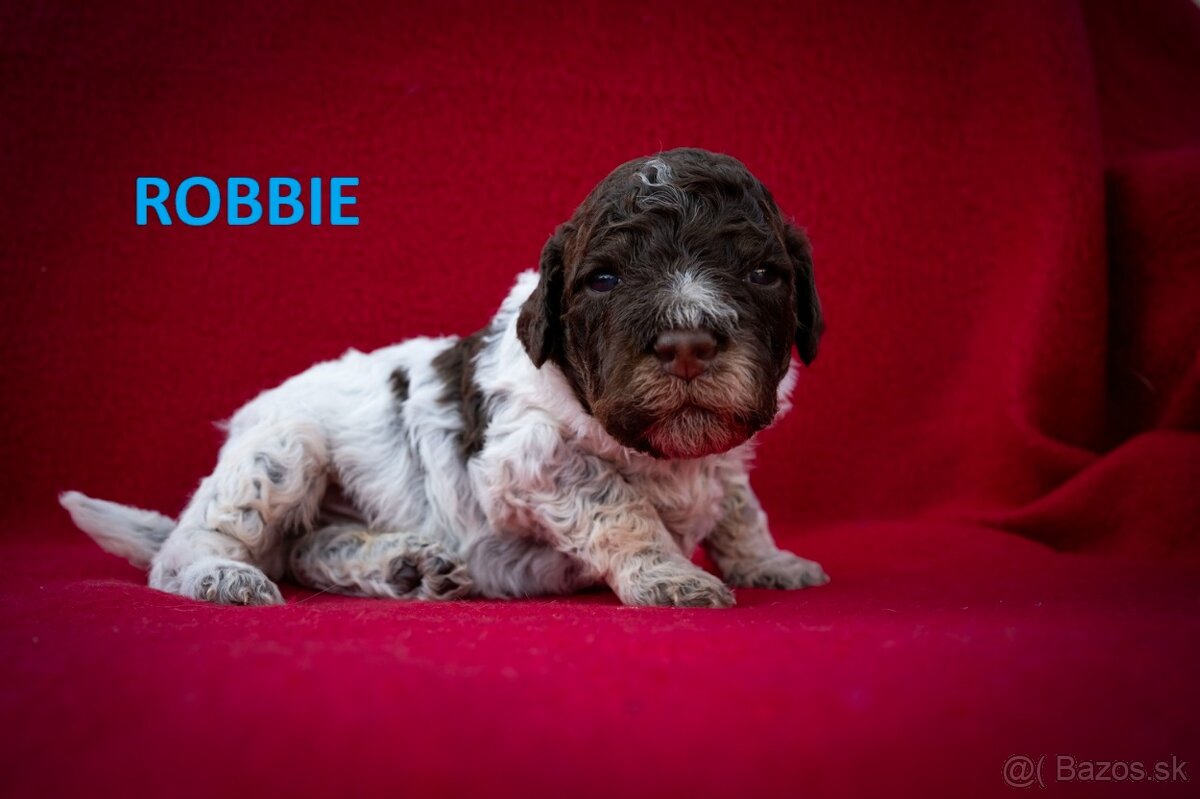 Lagotto Romagnolo - štěňátka s PP