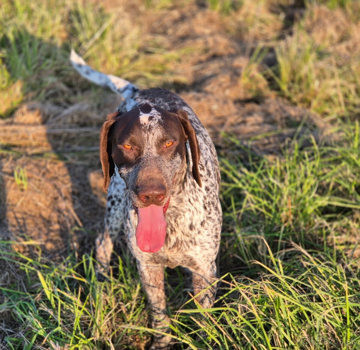 Poľovne upotrebitelný pes