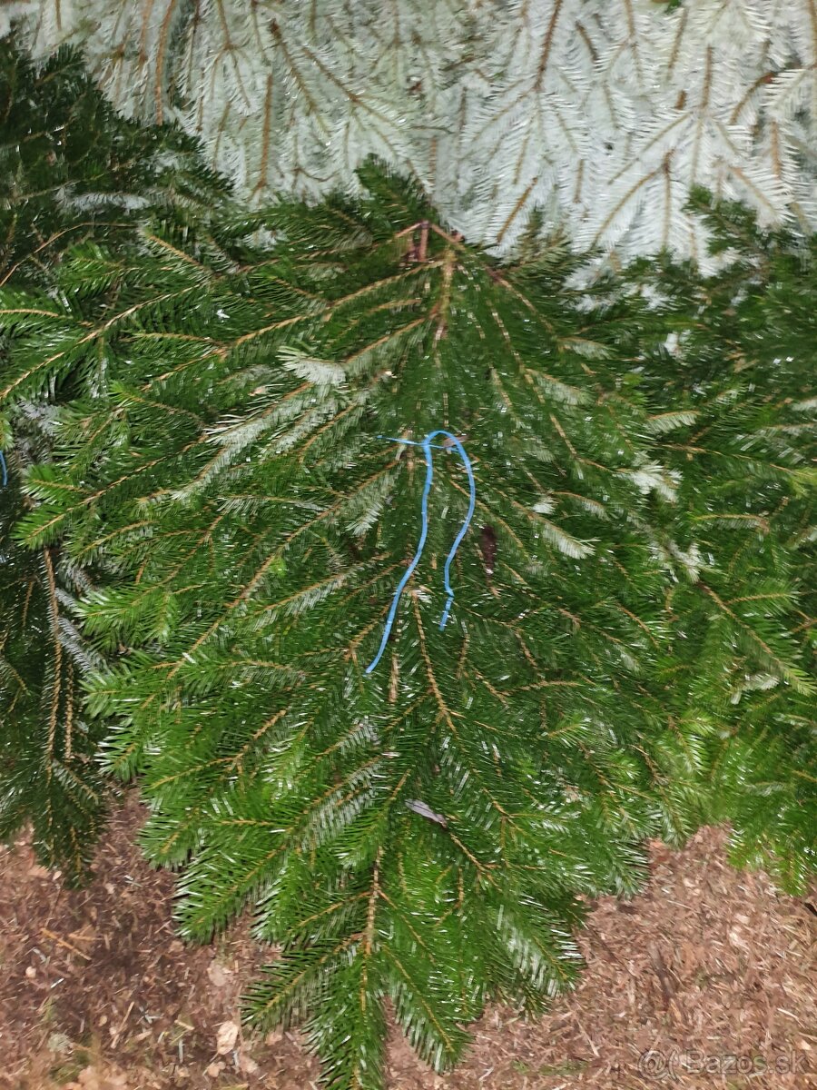 konáre borovice Nordmannovej