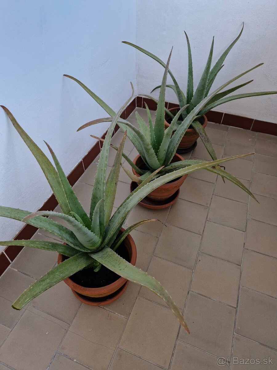 ALOE VERA