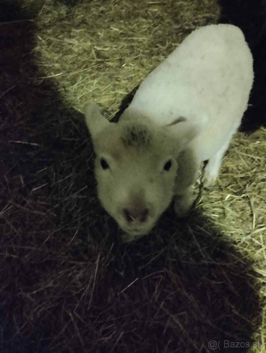 Kúpim plemeneho barana