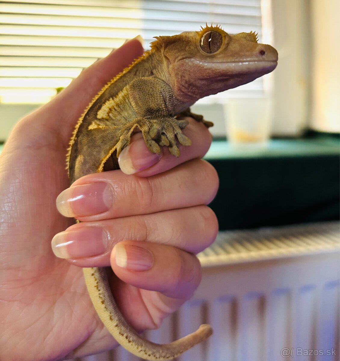 Pagekon riasnaty 0.1