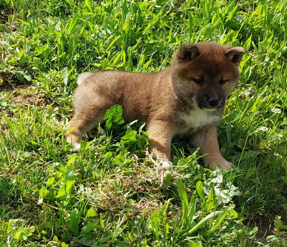 shiba inu
