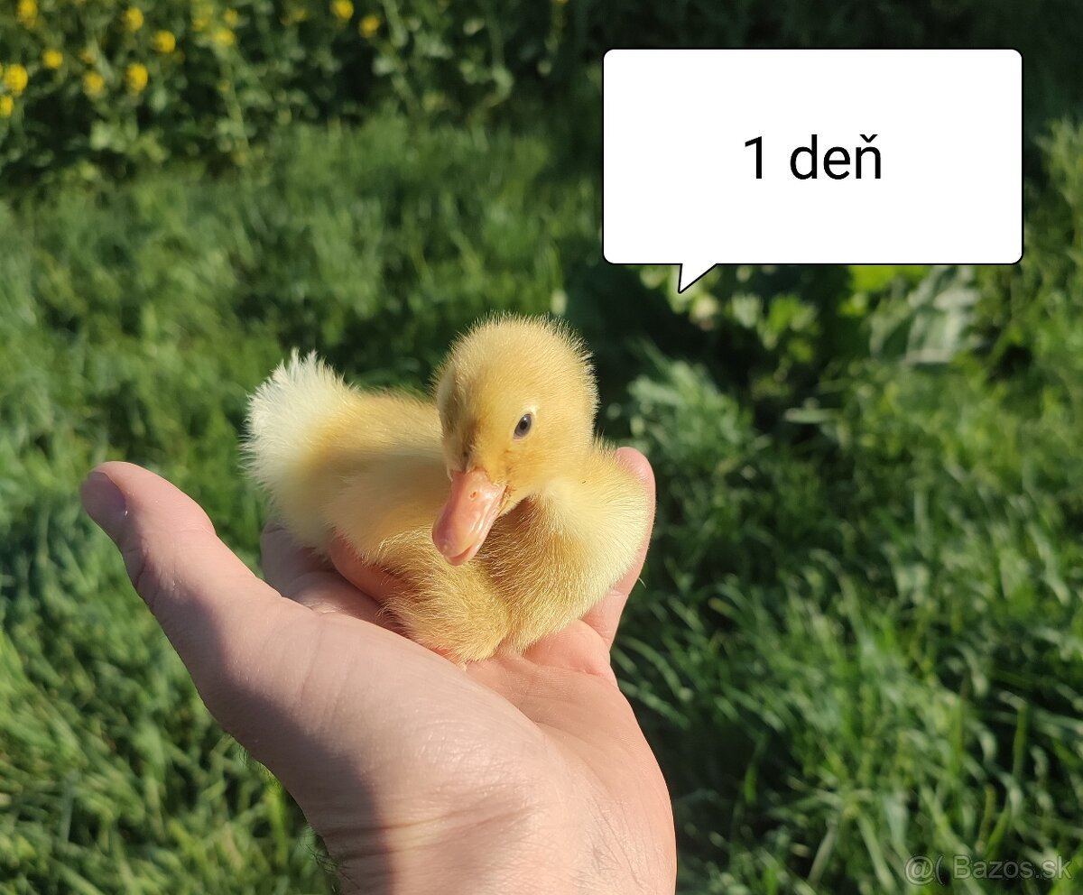 Brojlerove kacice kačky kacicky