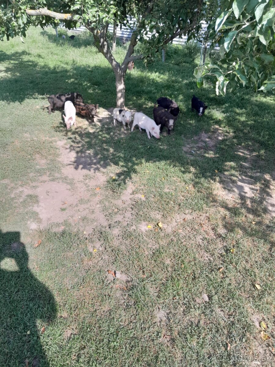 Vietnamské prasatá