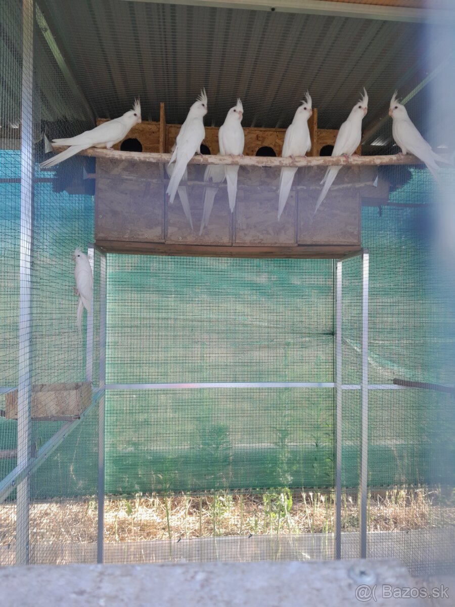 Korela,korely albino