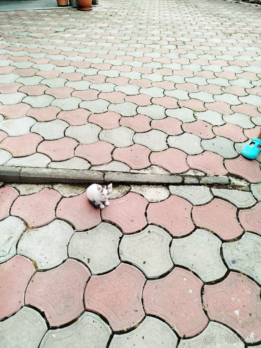 Mačiatka