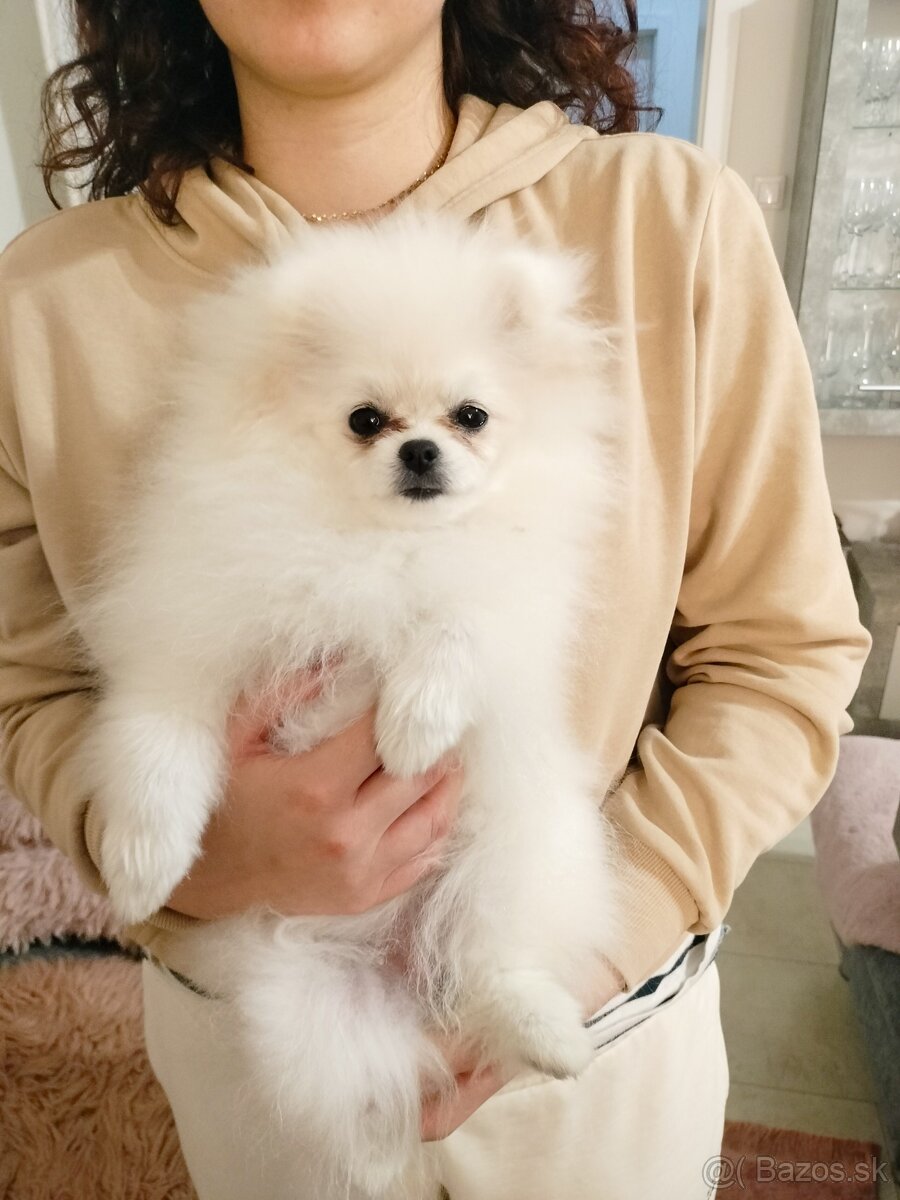 Pomeranian