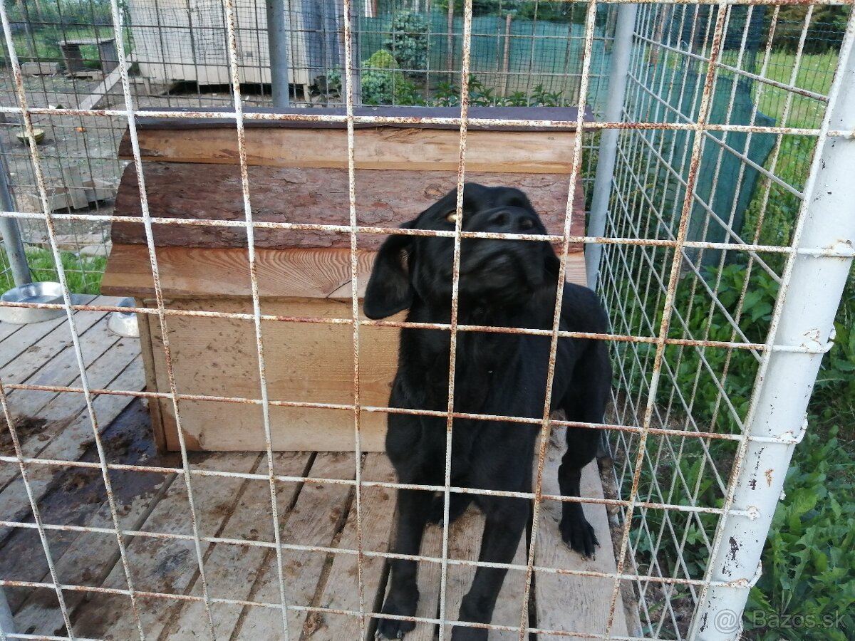 Darujem labradora