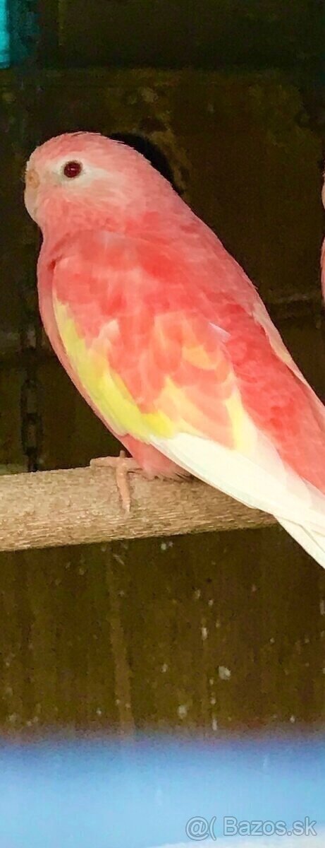 Predám neofemi búrkovú samicu minulorocnu