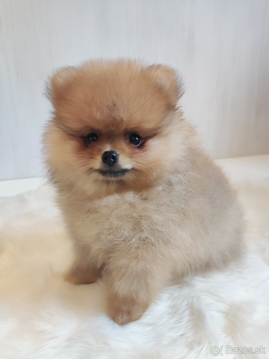 Pomeranian