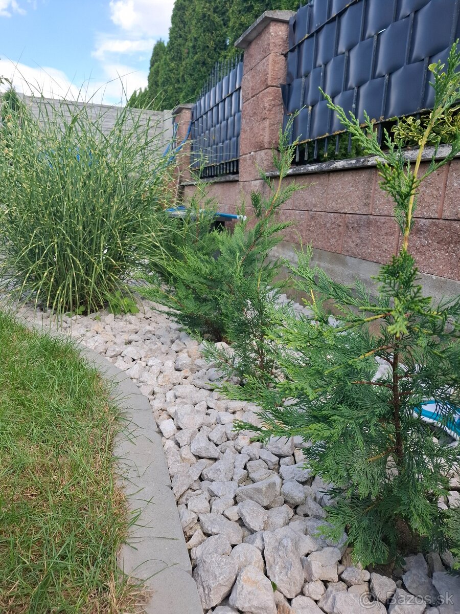 Cyprusovec leylandsky 2001, zivy plot