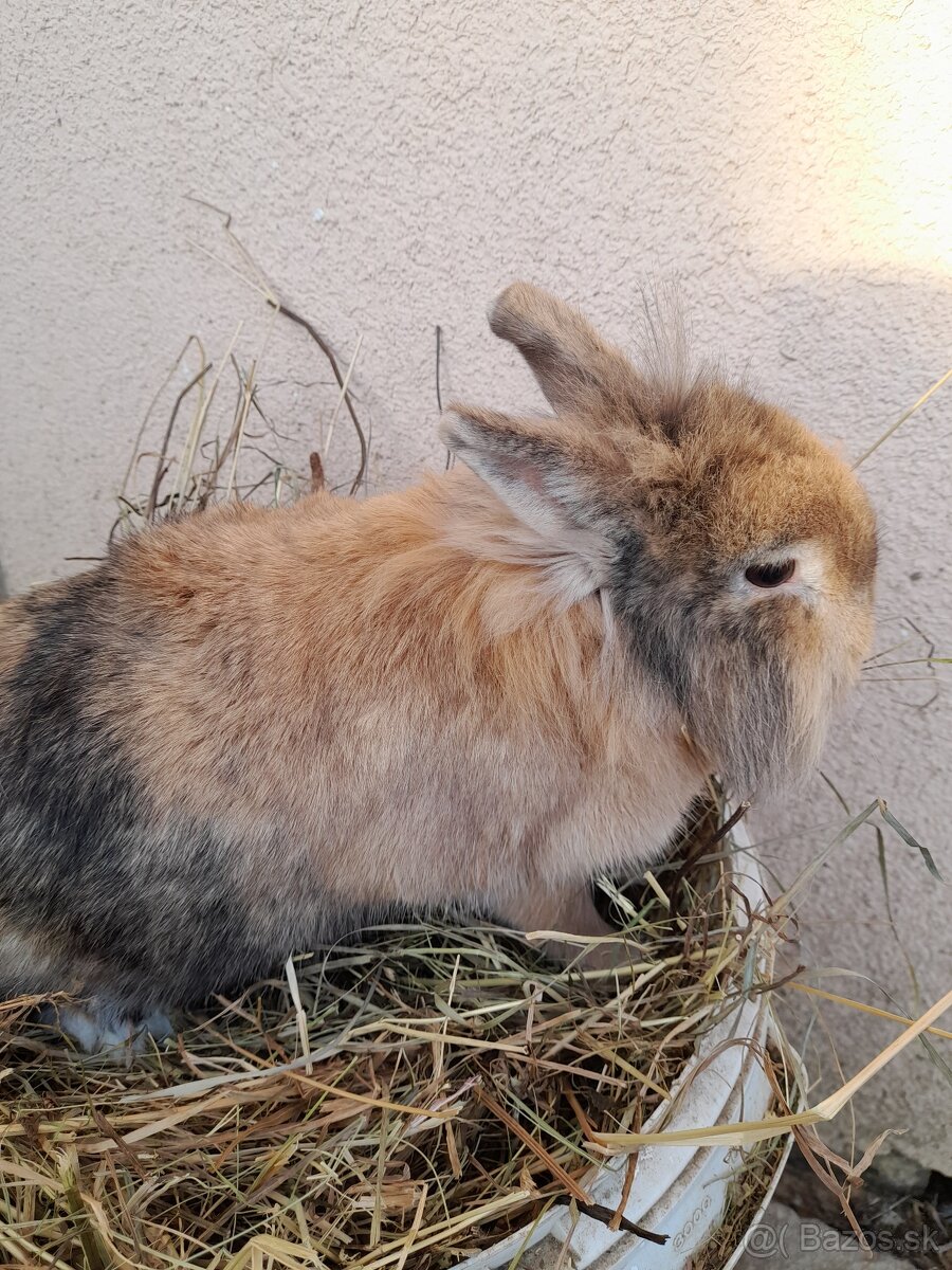Zakrsle zajaciky