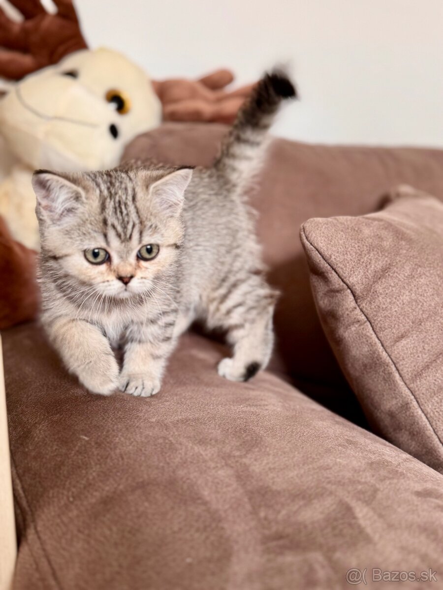 Škótska klapouchá mačka, scottish fold,straight s PP