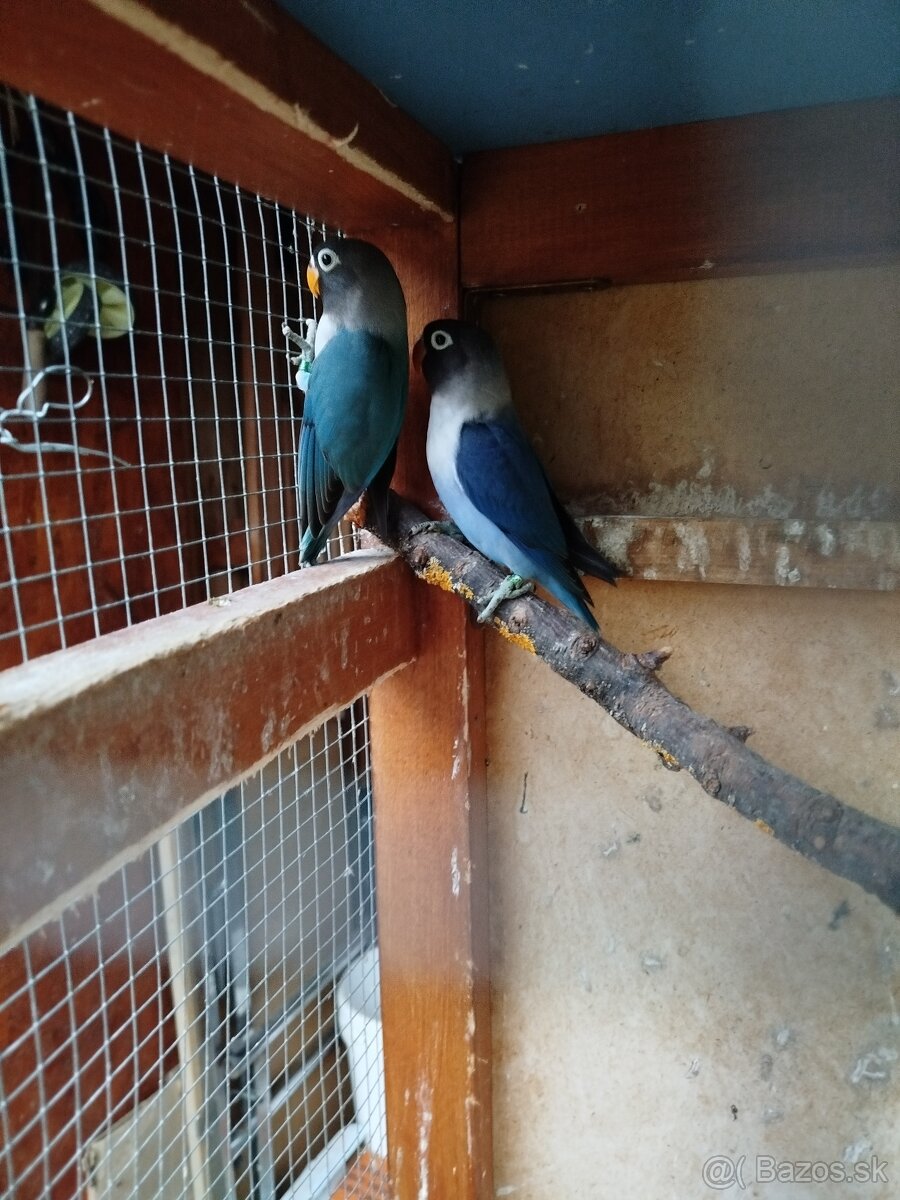 NOFEMA, ROZELA a AGAPORNISI