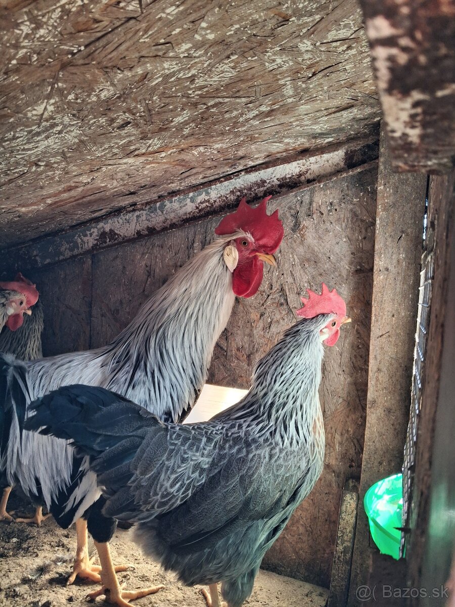 Vlaška Striebrokrka