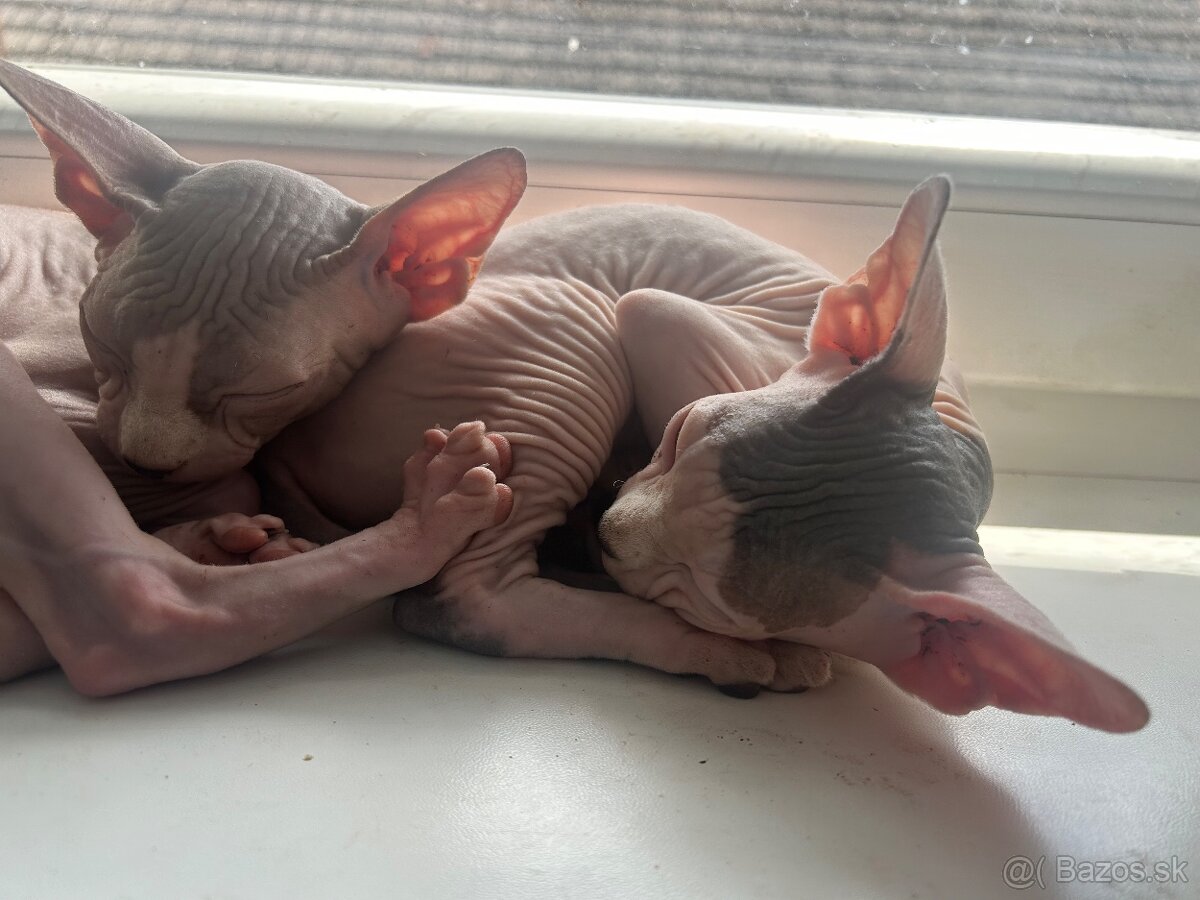 Sphynx