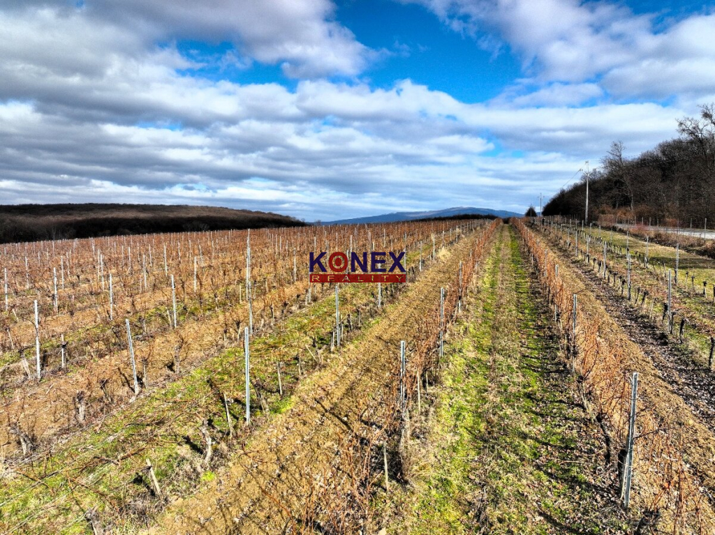 Na predaj krásny vinohrad s rozlohou 25 ha - Sobrance-okolie