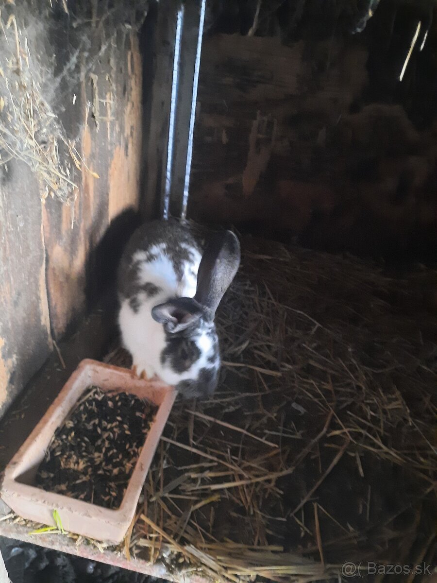 Krizence nemeckeho strakaca