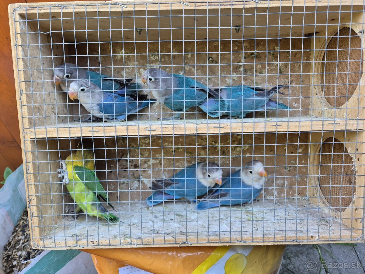 Agapornis