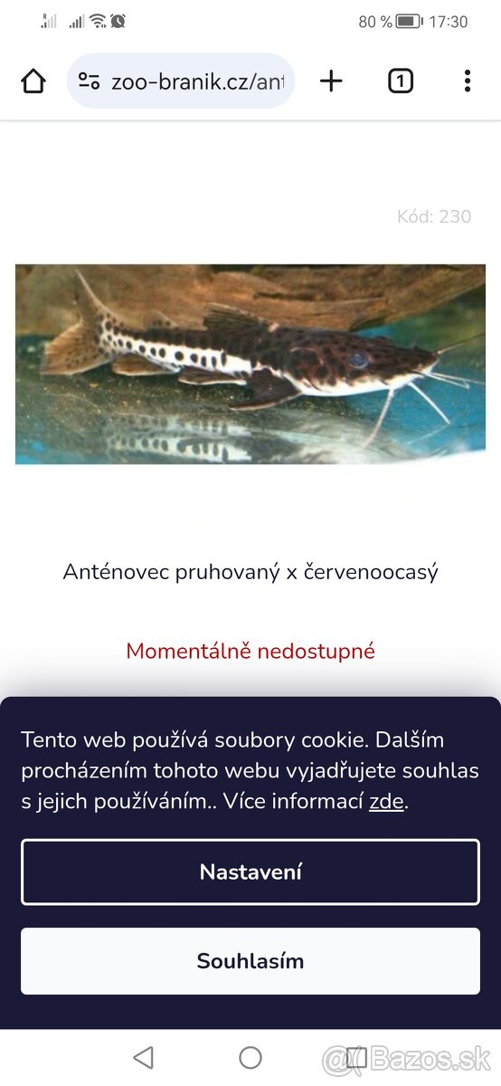 Antenovec