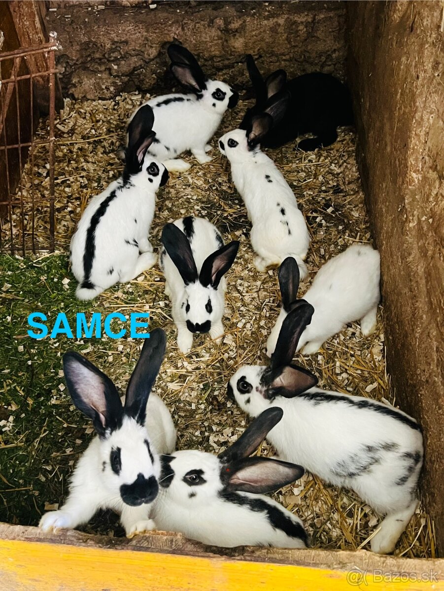 PREDÁM 3,5 mesačne kraliky NEMECKY OBROVITÝ STRAKAČ