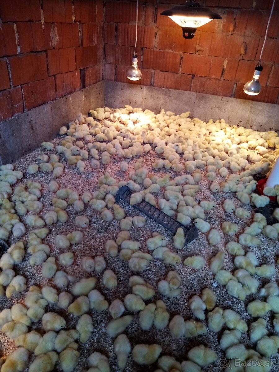 Brojlere kurčata