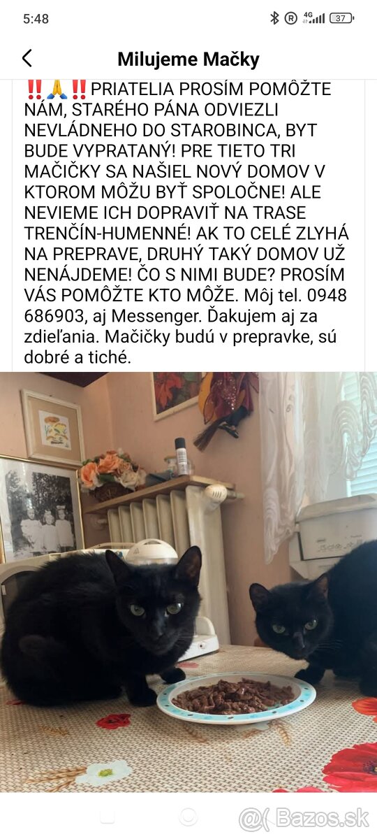 Prosím o prevoz maciciek