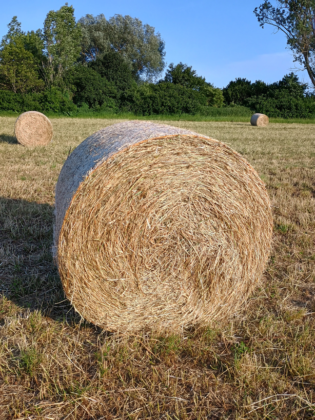 Seno,okrúhle veľké baliky.