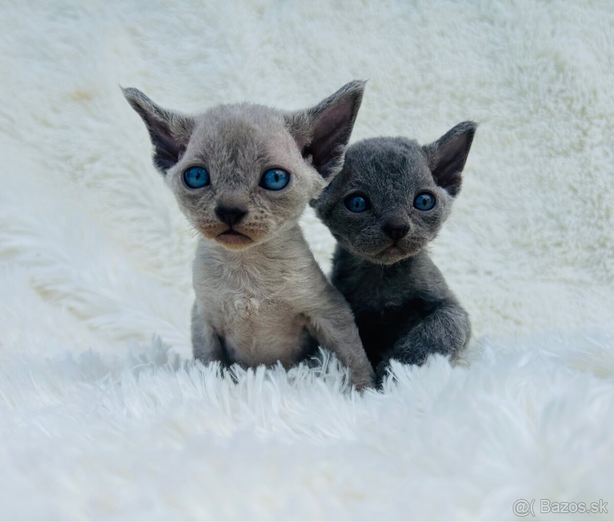 Devon Rex. Modré mačky na výber. Cena za jedného. z PP