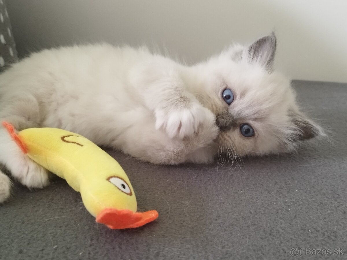 Ragdoll koťátka