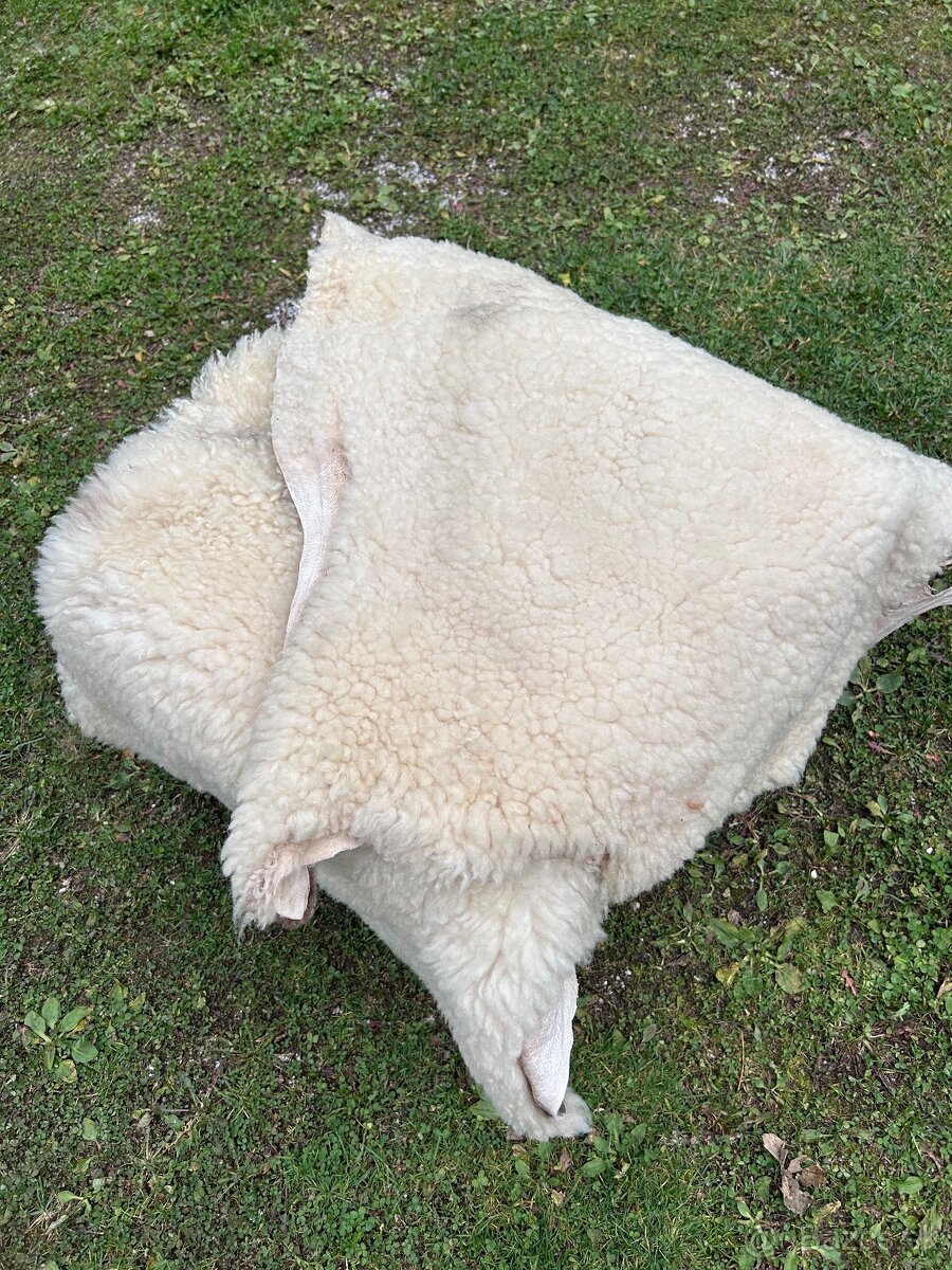 Ovčia koža