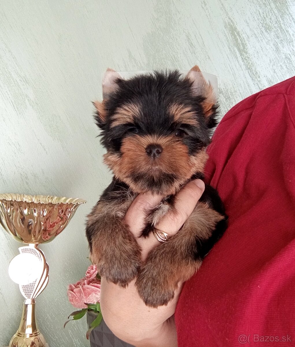 Yorkshire Terrier šteniatka s preukazom pôvodu