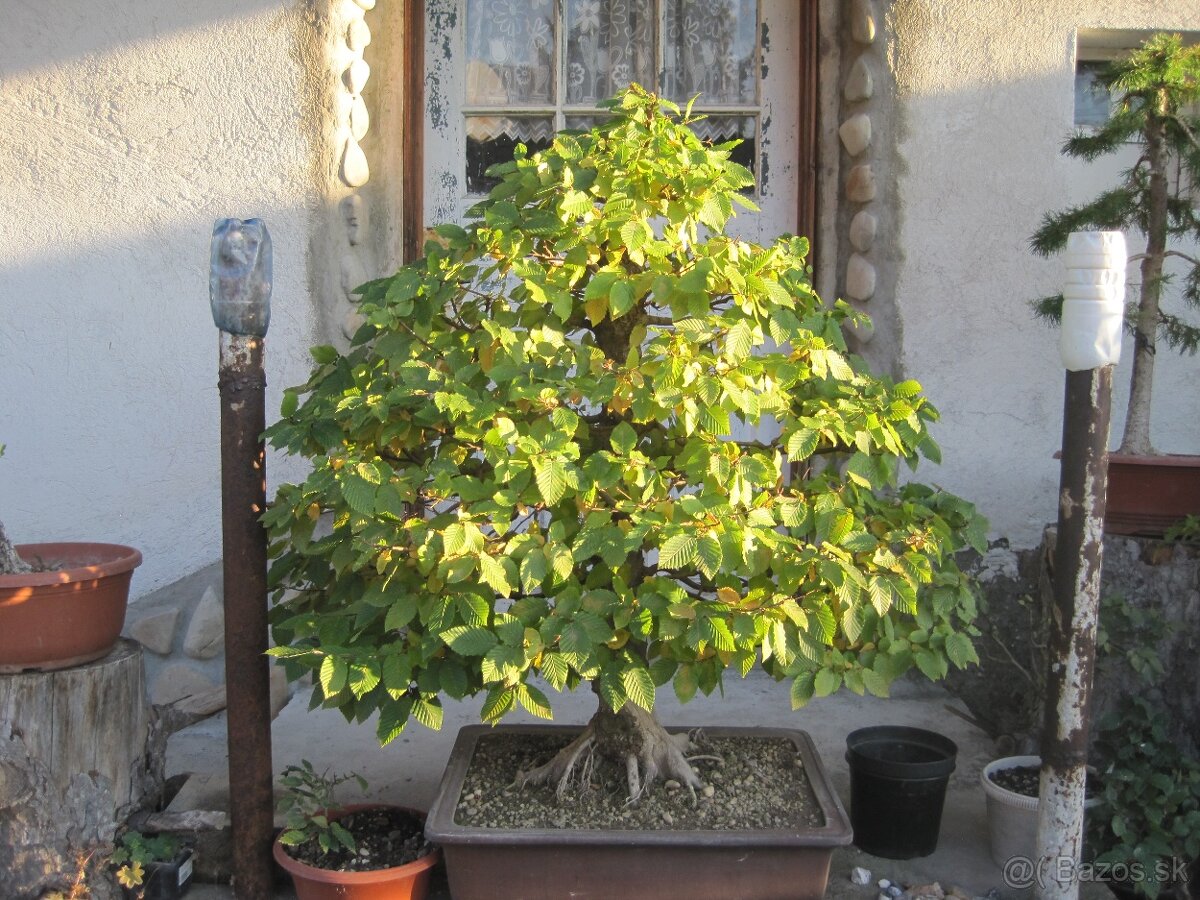 bonsai,bonsaj-hrab 12